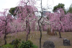 京都 城南宮の梅