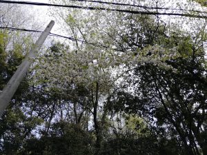 西宮名塩駅周辺の桜