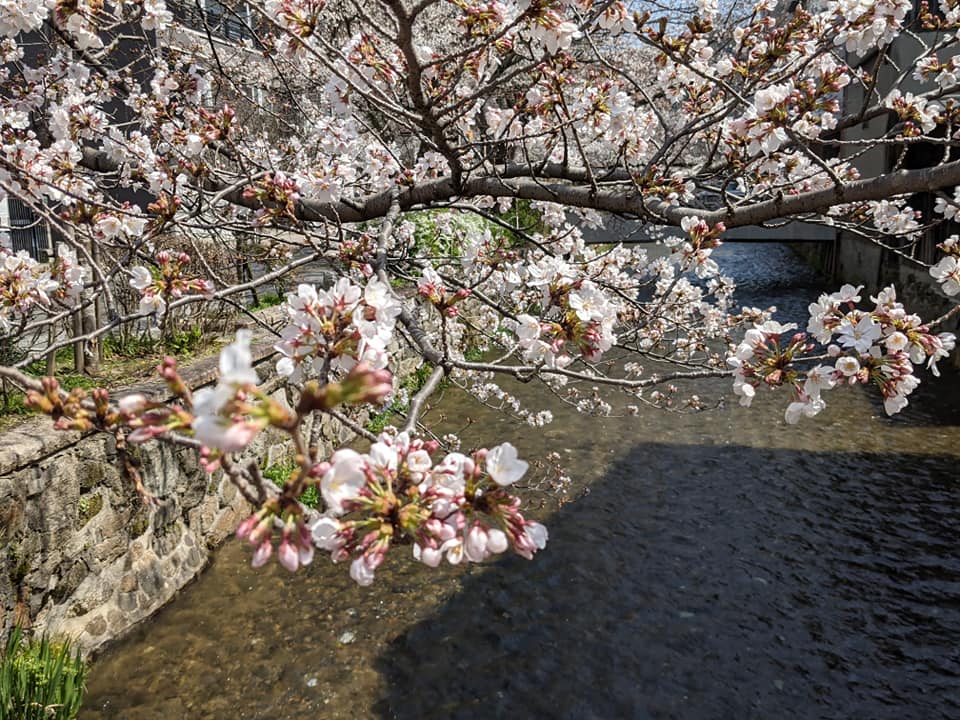 白川たぬき橋の桜