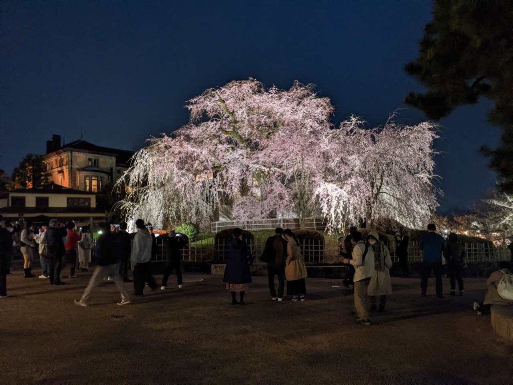 円山公園の枝垂れ桜2022
