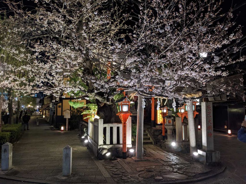 祇園白川の桜2022辰巳神社