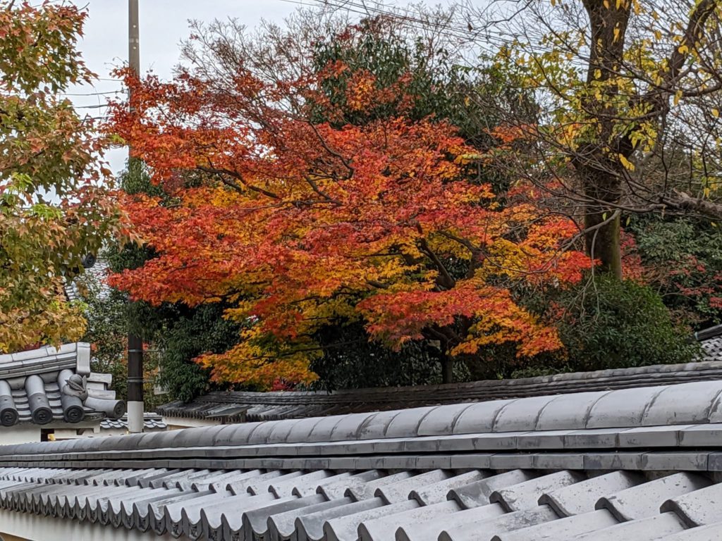 駐車場から見える美しい紅葉