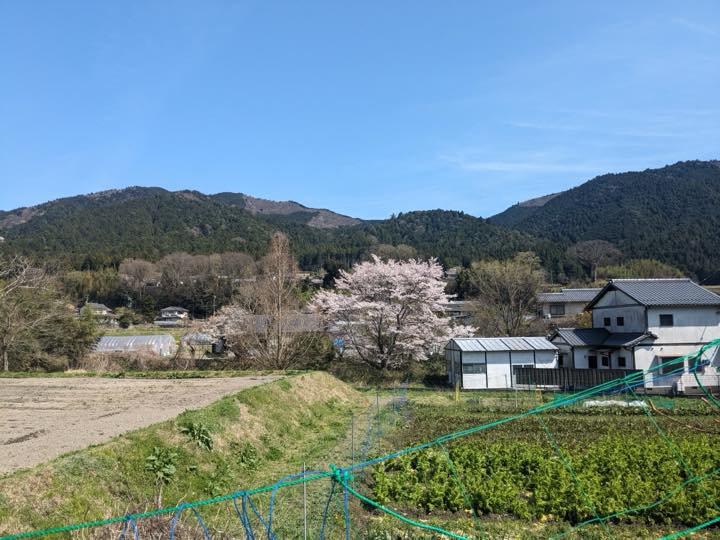 大原里の駅から見える桜